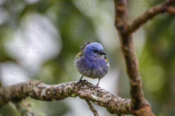 Close-up of a Golden-chevroned tanager perched on a bare tree branch with defocused background,