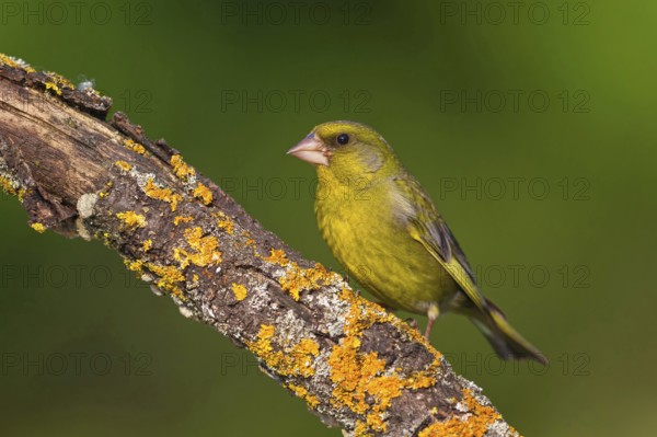 Greenfinch, Greenfinch, European Greenfinch, Western Greenfinch, Carduelis chloris, (Chloris