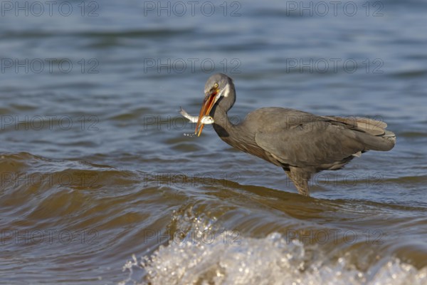 Heron, (Egretta gularis), heron, animals, birds, biotope, habitat, foraging Salalah, Raysut,