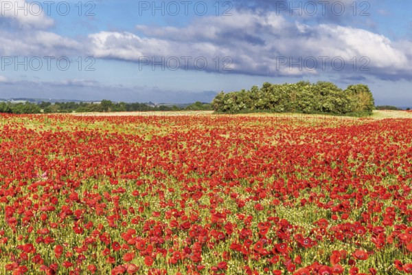 Poppy field with red poppies (Papaver rhoeas, flanders poppy) near Heiligenhafen in