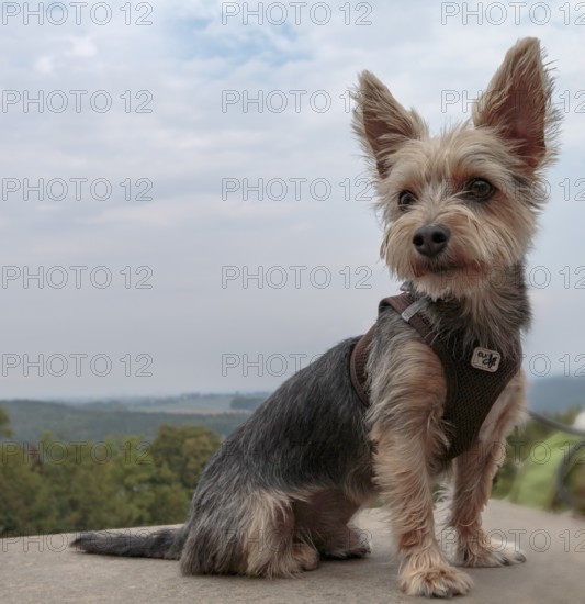 Yorkshire Terrier, sitting, with a view of the landscape of Saxon Switzerland, on the fortress wall