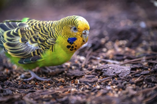 A green budgerigar (Melopsittacus undulatus) pecking on the ground in a natural environment,