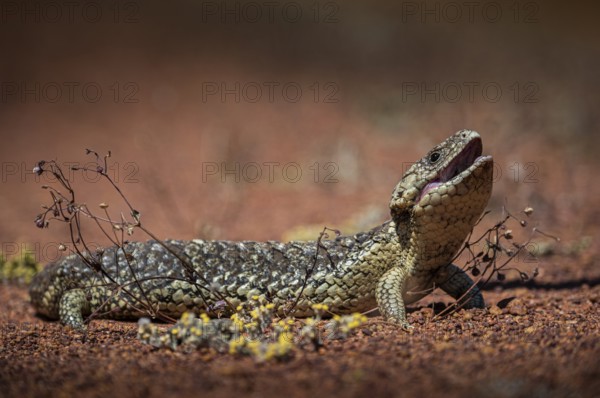 Blue-tongued skink or shingle-backed skink, also known as pine cone lizard (Tiliqua rugosa),