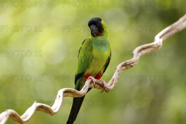 Close-up of beautiful Nanday Parakeet perched on a branch against defocused natural background,