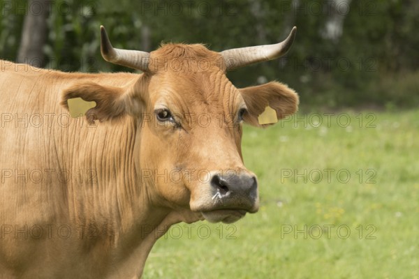 A portrait of Glanvieh