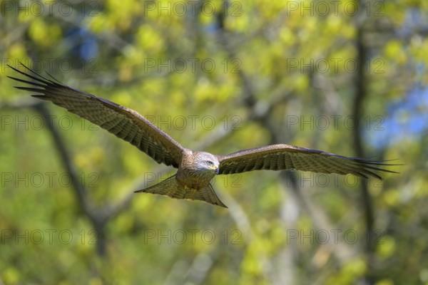 A black kite (Milvus migrans) hovers with its wings outstretched in flight against a background of