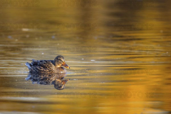 Mallard (Anas platyrhynchos) swimming on a lake in the Mönchbruch nature reserve near Frankfurt,