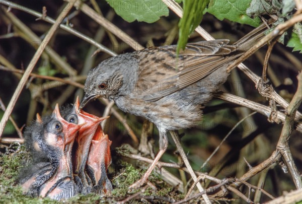 Dunnock (Prunella modularis) feeding its chicks at the nest in the brush of a forest. Bas-Rhin,