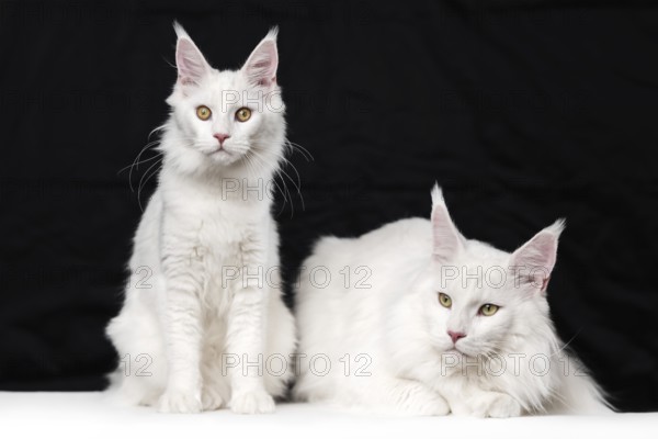 Two Maine Coon Cats on black and white background. Domestic female cat is sitting and looking at