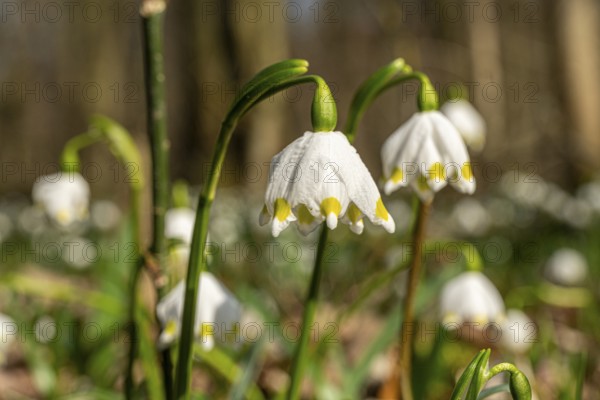 Spring snowflake (Leucojum vernum), spring knot flower, Amaryllis family (Amaryllidaceae), blooming