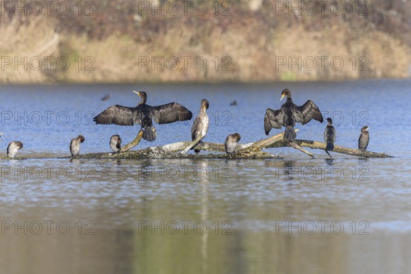 Great cormorant (Phalacrocorax carbo) and Pygmy cormorant (Microcarbo pygmaeus) perched on a branch