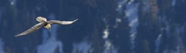 Bearded vulture, lammergeier, (Gypaetus barbatus), (Gypaetus barbatus meridionalis), flight photo,