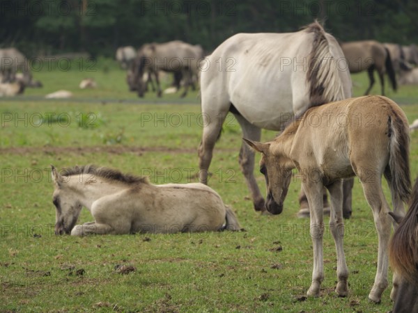 One foal is lying in a green pasture, another is standing nearby, surrounded by other horses,