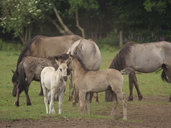 Several horses, including two foals, standing together in a meadow, merfeld, North
