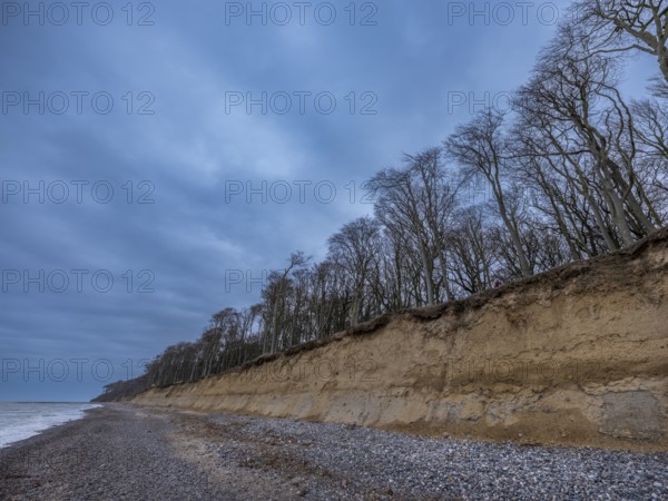 Trees in the ghostly forest on the cliffs facing the Baltic Sea, Nienhagen, Mecklenburg-Vorpommern,