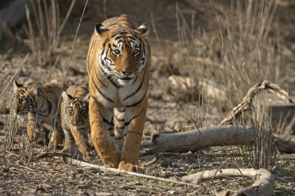 Royal Bengal tigress with two small cubs in tow approaching in the dry scrub forest habitat of