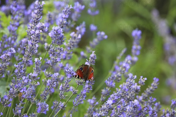 Close-up of lavender in bloom in a lush field. The lavender flowers are a rich purple colour and