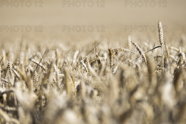 Ripe, golden ears of wheat stand close together in a sun-drenched cornfield, Coxhill,