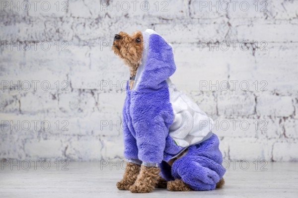 Small funny dog of brown colour with curly hair of toy poodle breed posing in clothes for dogs.
