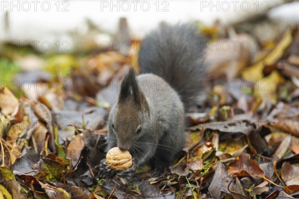 Squirrel (Sciurus vulgaris)