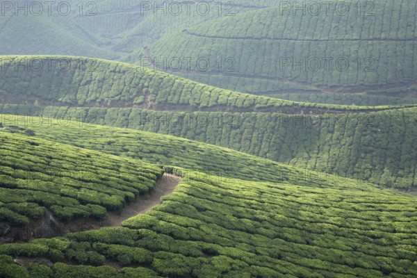 Tea plants Latin name Camellia sinensis fresh foliage and tender leaves, Tea gardens at Munnar,