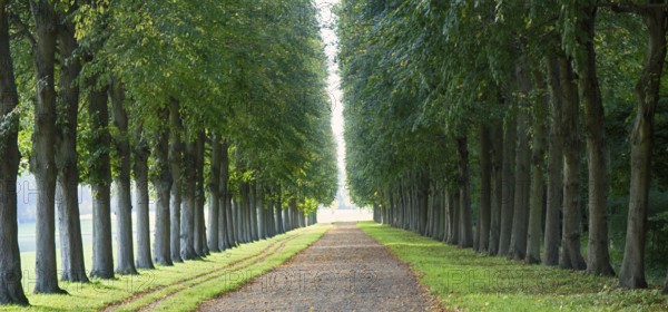 Perfect linden alley for some superb walks and reflection. Versailles. Why is France famous for