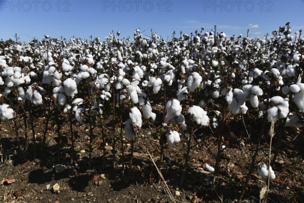 Cotton crop ready for harvest at Byee, near Murgon in the South Burnett district of Queensland,