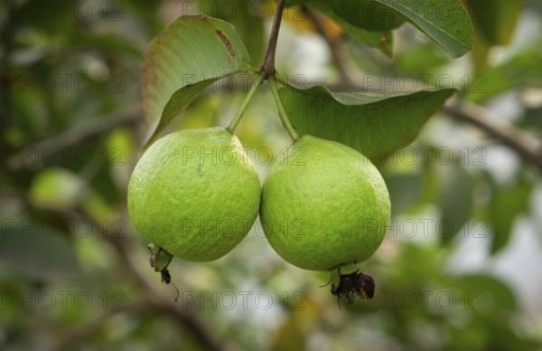 Two ripe guavas hang side-by-side, their vibrant green skin promising a sweet and tangy taste,