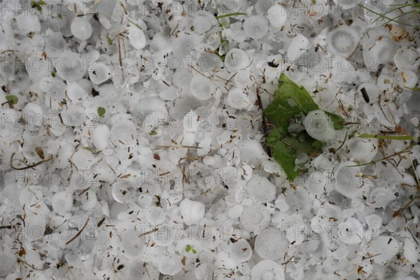 The orchard with lawn after the June hailstorm in Poland
