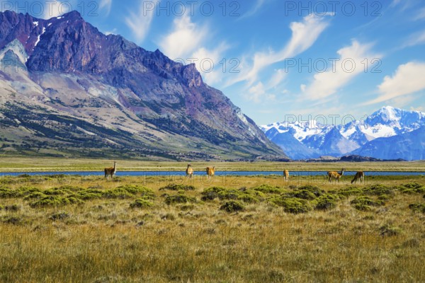 Argentina, Patagonia. Small herd of guanaco. Guanaco is a cloven-hoofed mammal from the family of