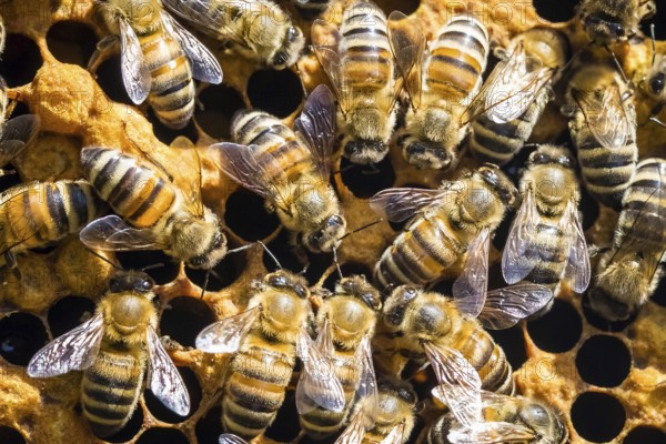 Animals, insects, bees, honeybee, honeybees, (Apis), in the beehive, honeycomb, honeycomb Lower
