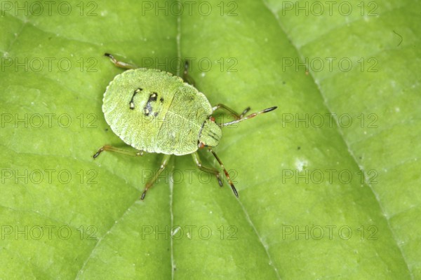 Green shield bug - larva (Palomena prasina)