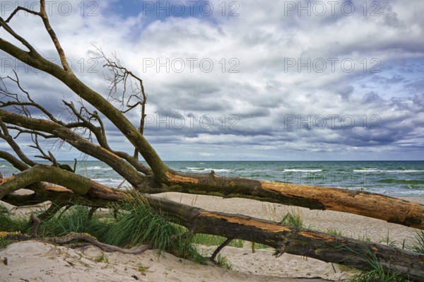 West beach Fischland-Darß near Ahrenshoop, Mecklenburg Baltic coast, Mecklenburg-Vorpommern,