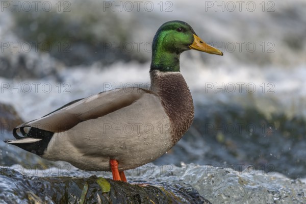 Male mallard (Anas platyrhynchos) duck looking for food in a river. Thann, Haut-Rhin, Collectivite
