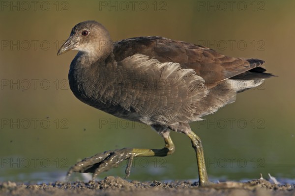 Moorhen, (Gallinula chloropus), animals, birds, biotope, habitat, foraging, genus of moorhen,