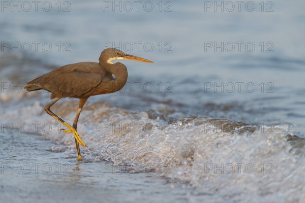 Heron, (Egretta gularis), heron, animals, birds, biotope, habitat, foraging Salalah, Raysut,
