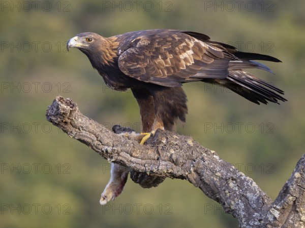 Golden Eagle, (Aquila chrysaetos), bird of prey, hawk family, perch, biotope, habitat, foraging, El
