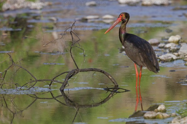 Black stork, (Ciconia nigra), animals, birds, storks, biotope, habitat, foraging, Lesbos, Lesbos