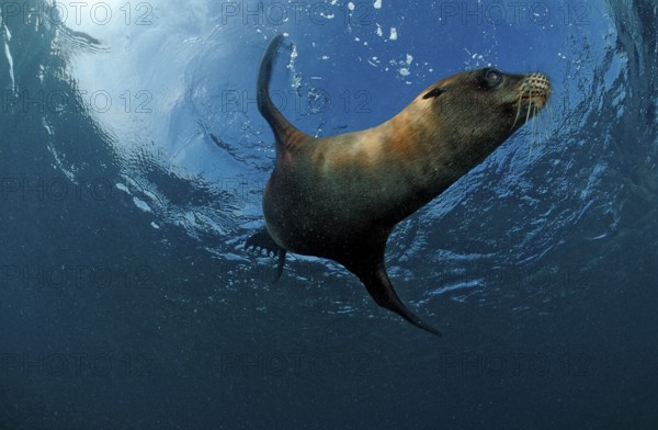 South African sea lion, Arctocephalus pusillus pusillus, South Africa, Port Elizabeth, Ibhayi,