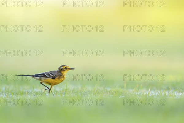 Citrine wagtail, (Motacilla citreola), songbird, family of stilts and pipits, biotope, habitat,