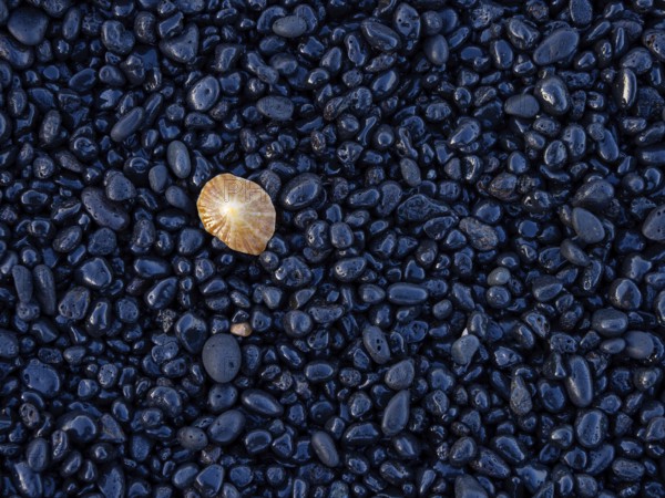 A colourful jellyfish on black pebbles on the beach, Europe, Spain, Canary Islands, Gran Canaria,