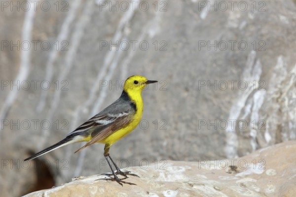 Citrine wagtail, (Motacilla citreola), foraging in a biotope, Middle East, Oman, songbird, family