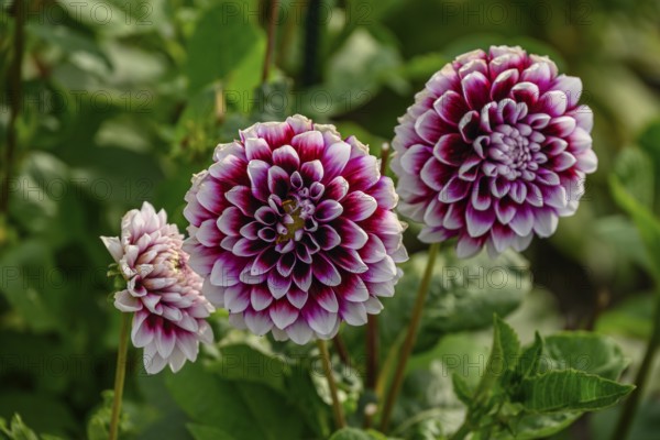 Group of pink and white dahlia blossoms in front of green leaves in a garden, dahlia blossom in