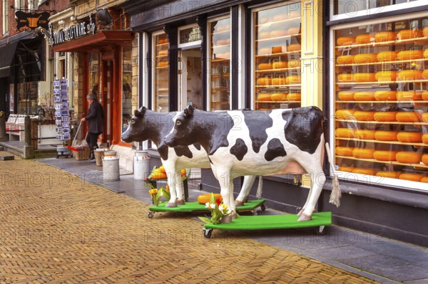 Delft, Netherlands, April 6, 2016: Selection of Dutch cheese at farmers traditional shop and cow