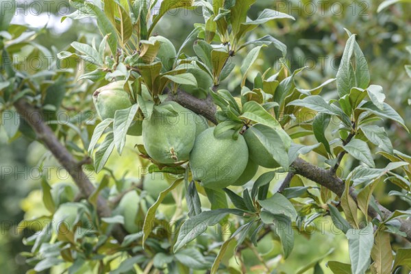 Cathaya ornamental quince (Chaenomeles cathayensis), Paul Schwieters nursery, Rosendahl-Holtwick,