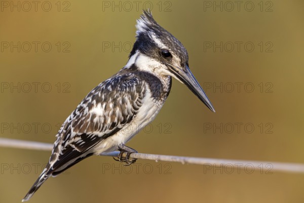 Grey Kingfisher, (Ceryle rudis), kingfisher, animals, birds, kingfisher family, perch, Lahavot