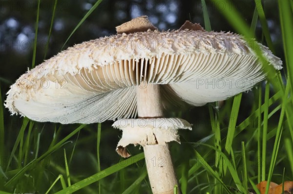 Mushroom Parasol mushroom (Macrolepiota procera), blurred background, North Rhine-Westphalia,