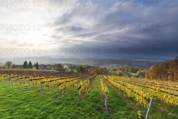 Autumn atmosphere, sunlight breaking through clouds, foliage colouring in the vineyard, St