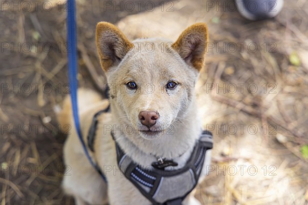 Curious red Shiba Inu puppy is seen up close from above sitting outdoors against a blurry woodland