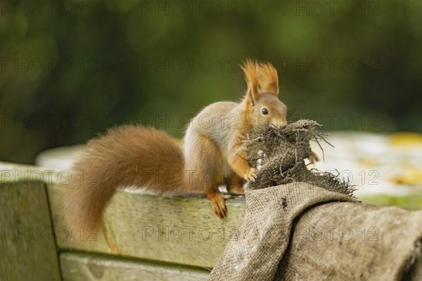 Squirrel biting potato sack in mouth sitting on backrest of wooden bench looking from front